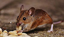 24 Hour & Emergency Exterminators in Ratcliff, AR